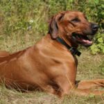 Rhodesian Ridgeback