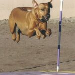 Rhodesian Ridgeback