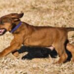 Rhodesian Ridgeback