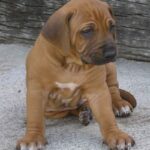 Rhodesian Ridgeback