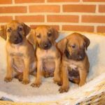 Rhodesian Ridgeback