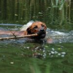 Rhodesian Ridgeback