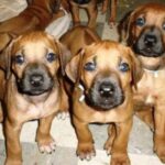 Rhodesian Ridgeback