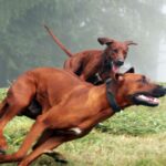 Rhodesian Ridgeback