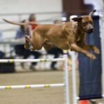 Rhodesian Ridgeback