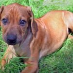 Rhodesian Ridgeback