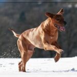 Rhodesian Ridgeback