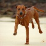 Rhodesian Ridgeback