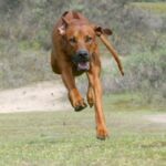 Rhodesian Ridgeback