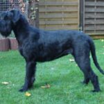 Riesenschnauzer