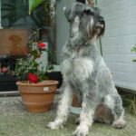 Riesenschnauzer