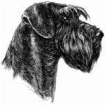 Riesenschnauzer