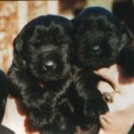 Riesenschnauzer