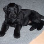 Riesenschnauzer