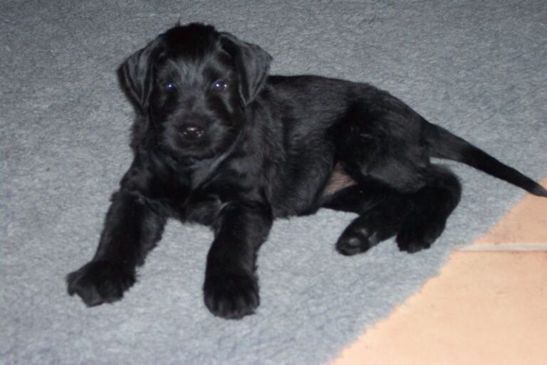 Riesenschnauzer