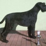 Riesenschnauzer