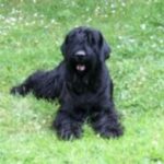 Riesenschnauzer