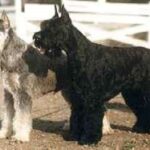 Riesenschnauzer