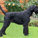 Riesenschnauzer