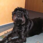Riesenschnauzer