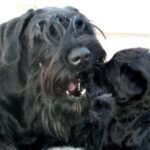 Riesenschnauzer