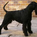 Riesenschnauzer