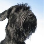 Riesenschnauzer