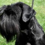 Riesenschnauzer
