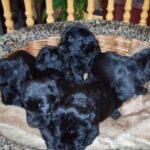 Riesenschnauzer