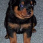 Rottweiler