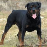 Rottweiler