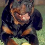 Rottweiler