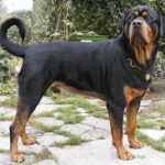 Rottweiler