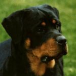 Rottweiler