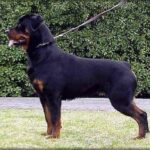 Rottweiler