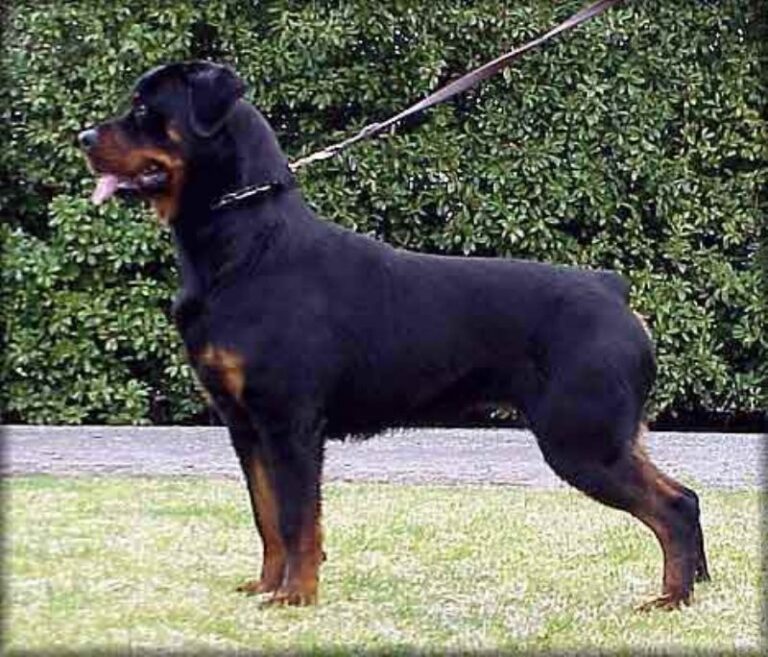 Rottweiler