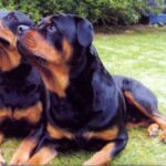 Rottweiler