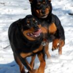 Rottweiler