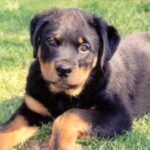 Rottweiler