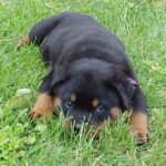 Rottweiler