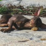 Jola fra Kennel Maritalia