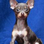 Barat fra Kennel Maritalia