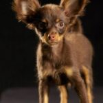 Zefir fra Kennel Maritalia