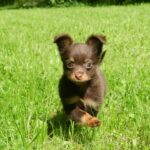 Zefir fra Kennel Maritalia