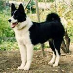 Russisk-Europeisk Laika