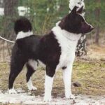 Russisk-Europeisk Laika