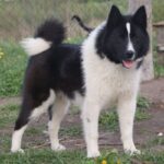 Russisk-Europeisk Laika