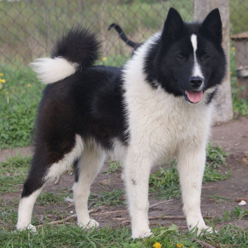 Russisk-Europeisk Laika