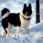 Russisk-Europeisk Laika