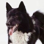 Russisk-Europeisk Laika